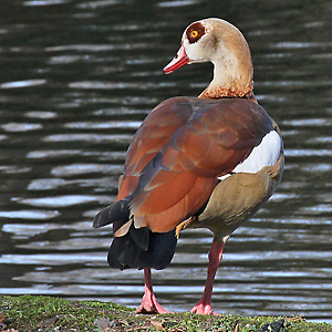 Nilgans (17.4.2007) Nilgans