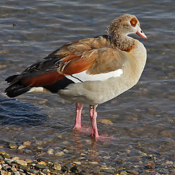 Nilgans (Alopochen aegyptiacus), W Nilgans, W