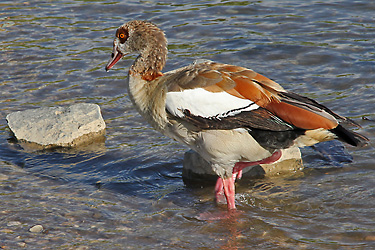 Nilgans (Alopochen aegyptiacus), W Nilgans, W