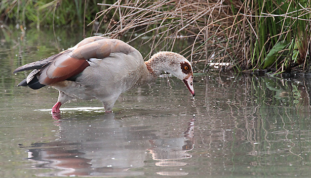 Nilgans (Alopochen aegyptiacus), W mit 10 Küken Nilgans, W + 10 K.