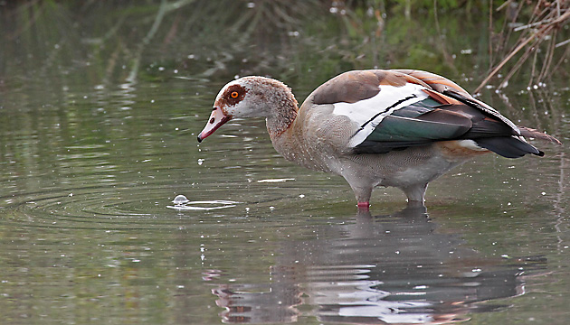 Nilgans (Alopochen aegyptiacus), W mit 10 Küken Nilgans, W + 10 K.