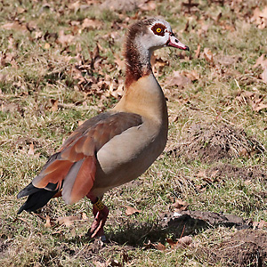 Kanadagans (Alopochen aegyptiacus), M Nilgans