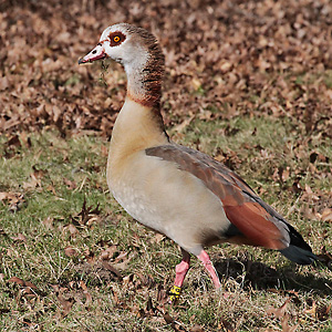 Nilgans (Alopochen aegyptiacus) Nilgans, M