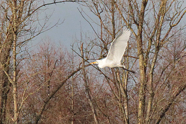 Silberreiher (Ardea alba)