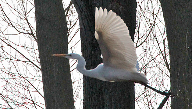 Silberreiher (Ardea alba)