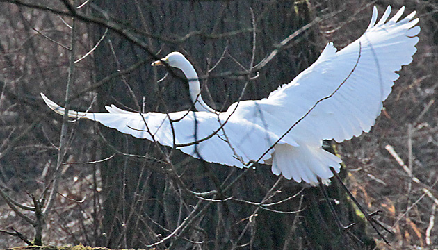 Silberreiher (Ardea alba)