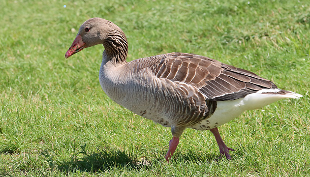 Grasende Graugans