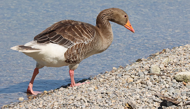 Graugans (Anser anser)