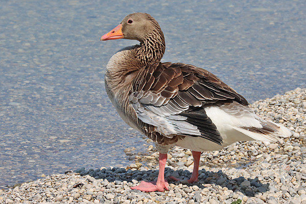 Graugans (Anser anser)