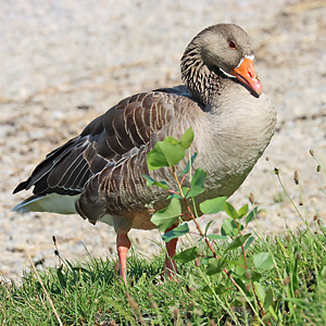 Graugans (Anser anser)