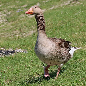 Graugans (Anser anser)