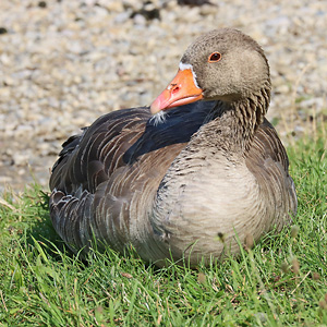 Graugans (Anser anser)