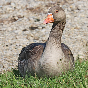 Graugans (Anser anser)