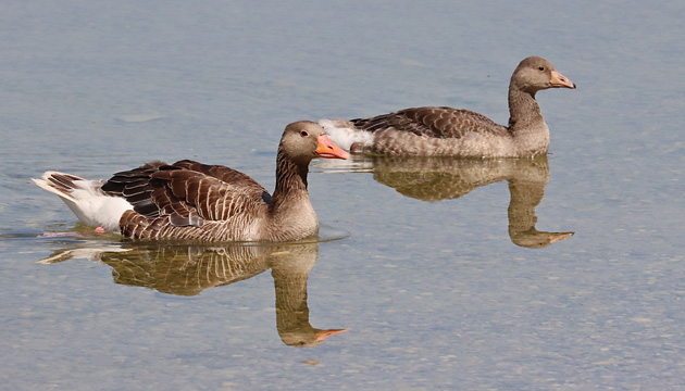Graugans mit Jungvogel
