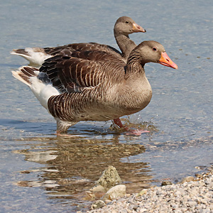 Graugans (Anser anser)