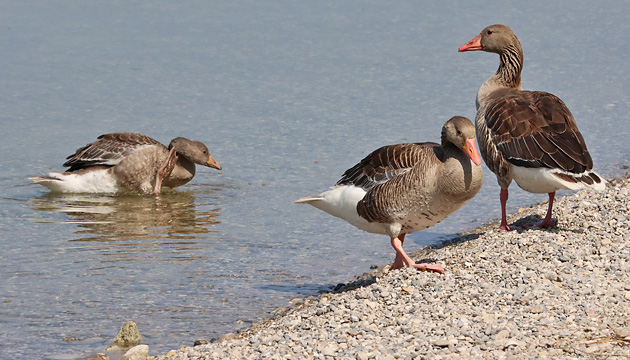 Grauganspaar mit Junggans
