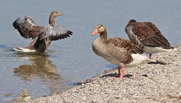 Grauganspaar mit Junggans