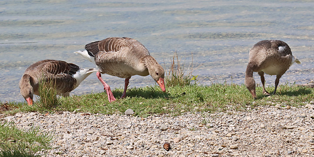 Grauganspaar mit Junggans