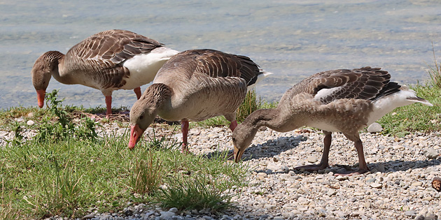 Grauganspaar mit Junggans