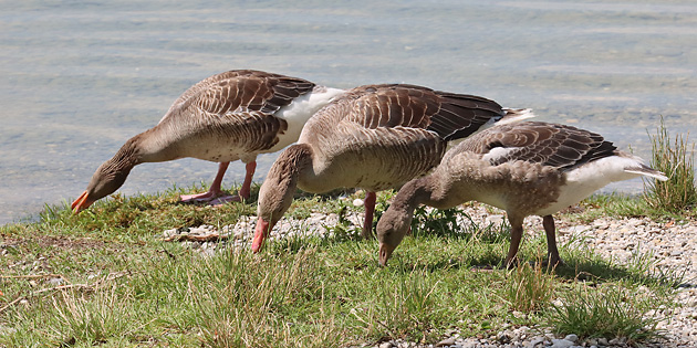 Grauganspaar mit Junggans