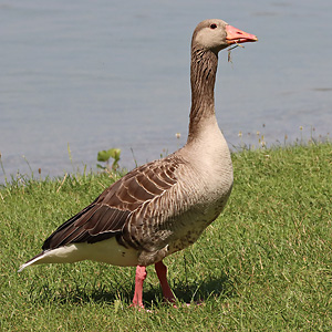 Graugans (Anser anser)