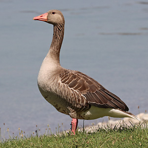 Graugans (Anser anser)