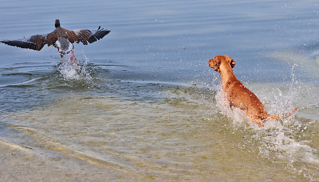 Hund jagt Graugans
