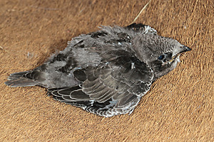 Junger Mauersegler (Apus apus)