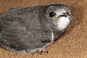 Junger Mauersegler (Apus apus)