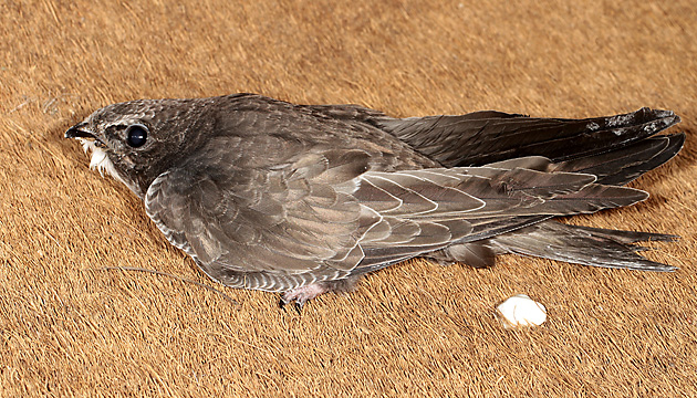 Junger Mauersegler (Apus apus)