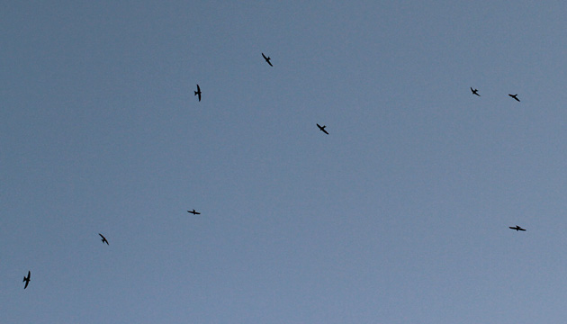 Mauersegler (Apus apus) im Flug