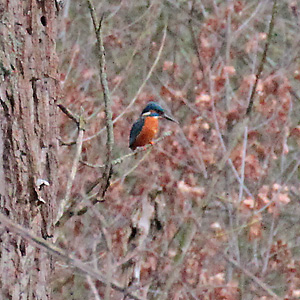 Eisvogel (Alcedo atthis)