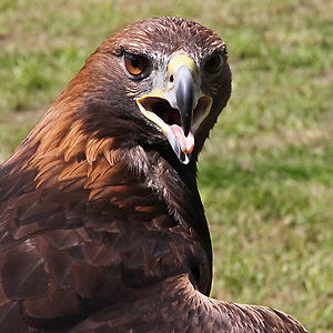 Steinadler (Aquila chrysaetos) Steinadler