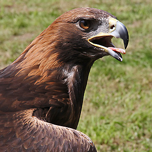 Steinadler (Aquila chrysaetos) Steinadler