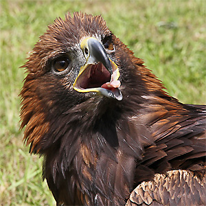 Steinadler (Aquila chrysaetos) Steinadler
