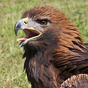 Steinadler (Aquila chrysaetos) Steinadler
