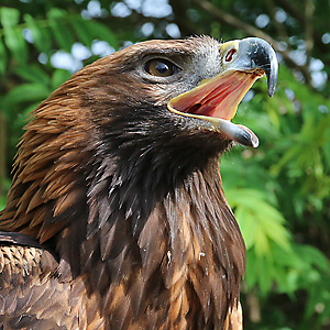 Steinadler (Aquila chrysaetos) Steinadler