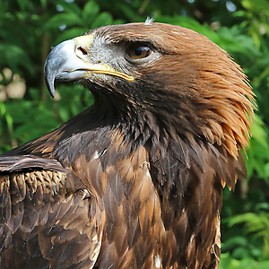 Steinadler (Aquila chrysaetos) Steinadler