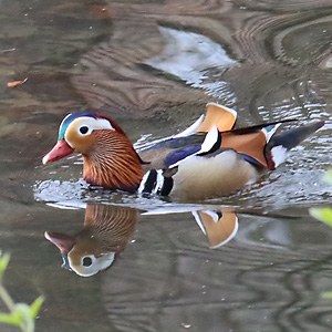 Mandarinente (30.3.2024) Mandarinente