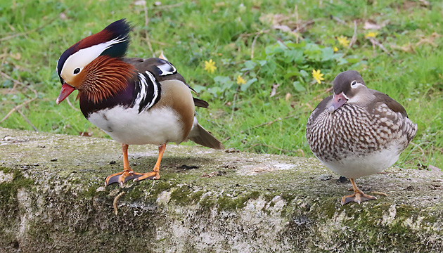 Mandarinenten (Aix galericulata), MW Mandarinenten, MW