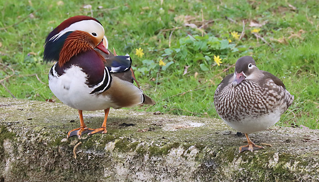 Mandarinenten (Aix galericulata), MW Mandarinenten, MW