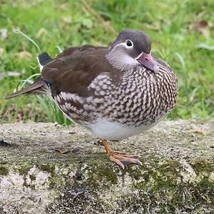 Mandarinente (Aix galericulata) Mandarinente