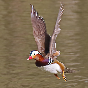 Mandarinente (Aix galericulata) Mandarinente