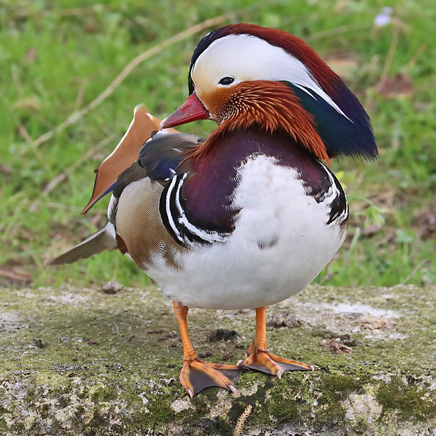 Mandarinente (Aix galericulata) Mandarinente