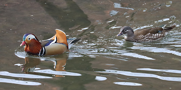 Mandarinenten (Aix galericulata), MW Mandarinenten, MW