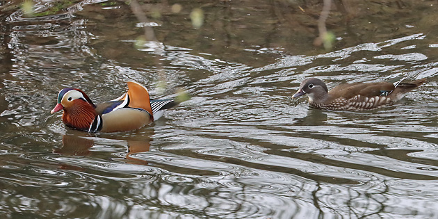 Mandarinenten (Aix galericulata), MW Mandarinentn, MW