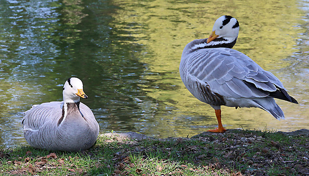 Streifengans (Anser indicus), WM Streifengans