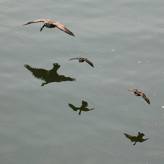 Entenvögel (Anatidae)