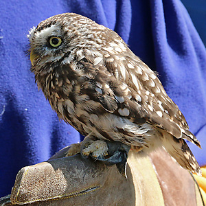 Steinkauz (Athene noctua)