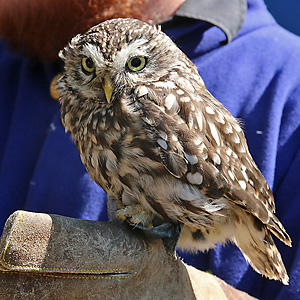 Steinkauz (Athene noctua)